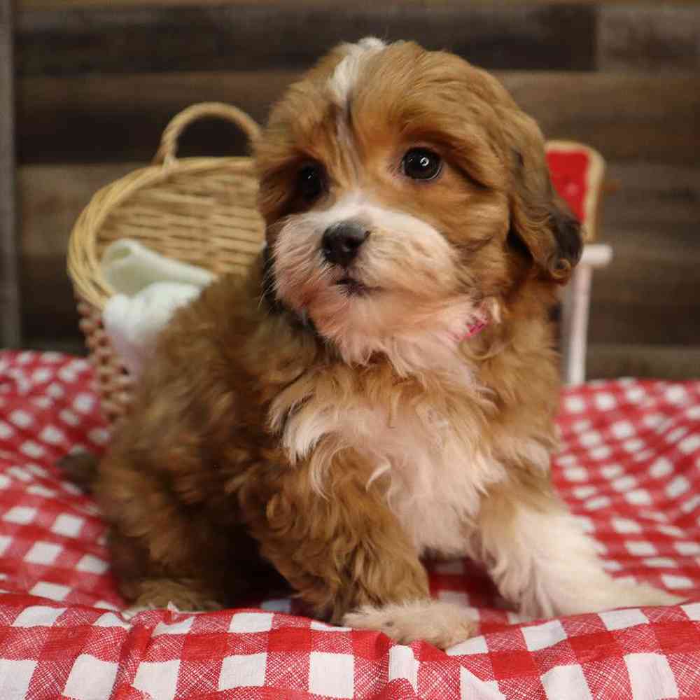 carousel pet images