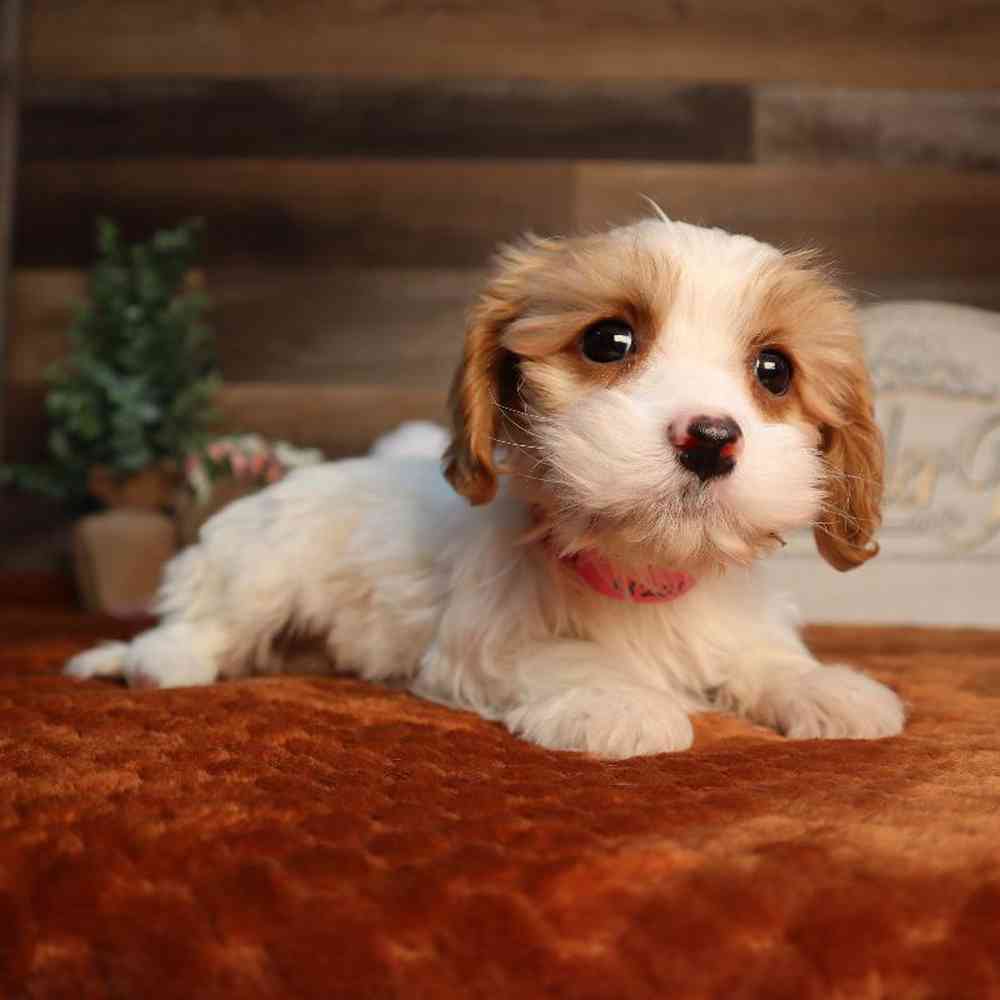Image of a pet breed in the gallery