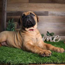 Bull Mastiff