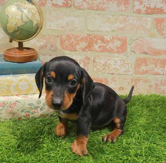 Dachshund