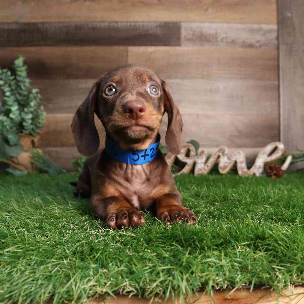 pet breed image
