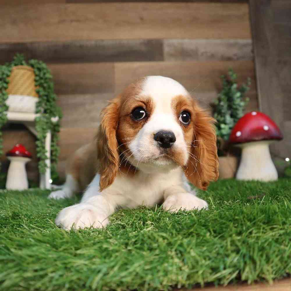 Male Cavalier King Charles Spaniel Puppy for Sale in Blaine, MN
