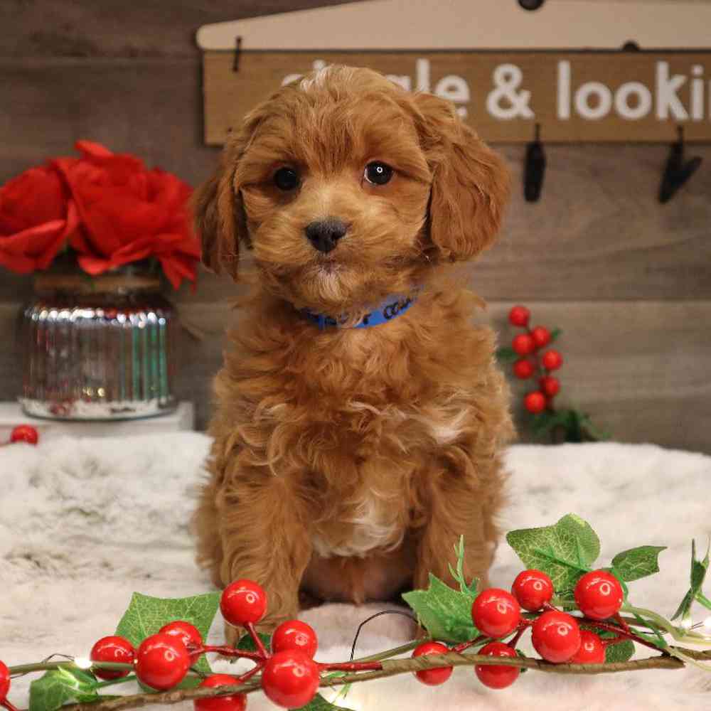 carousel pet images