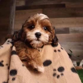 Shipoo