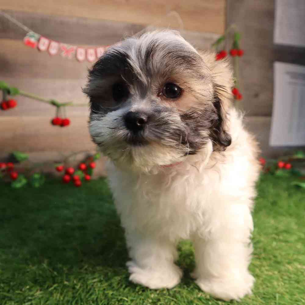 carousel pet images