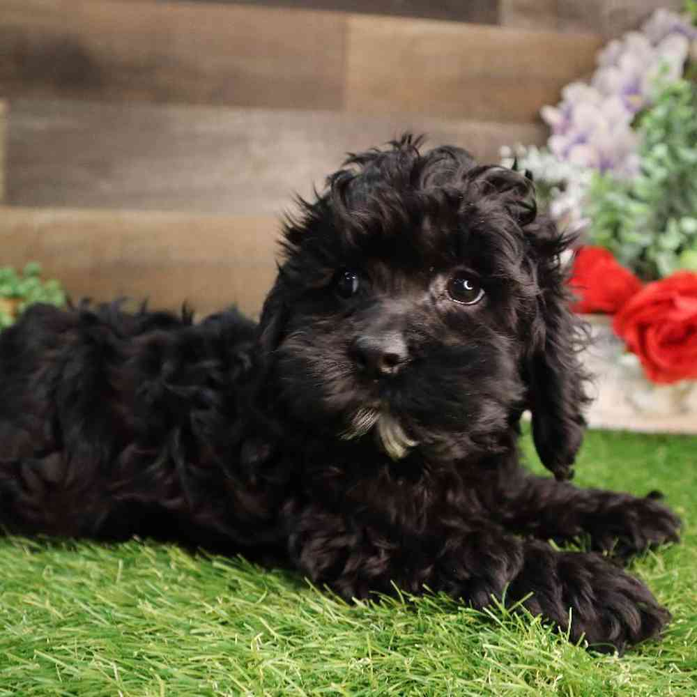 carousel pet images