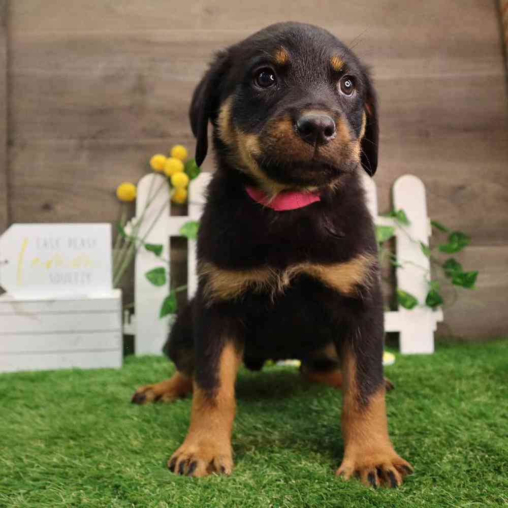 Female Rottweiler Puppy for Sale in Blaine, MN