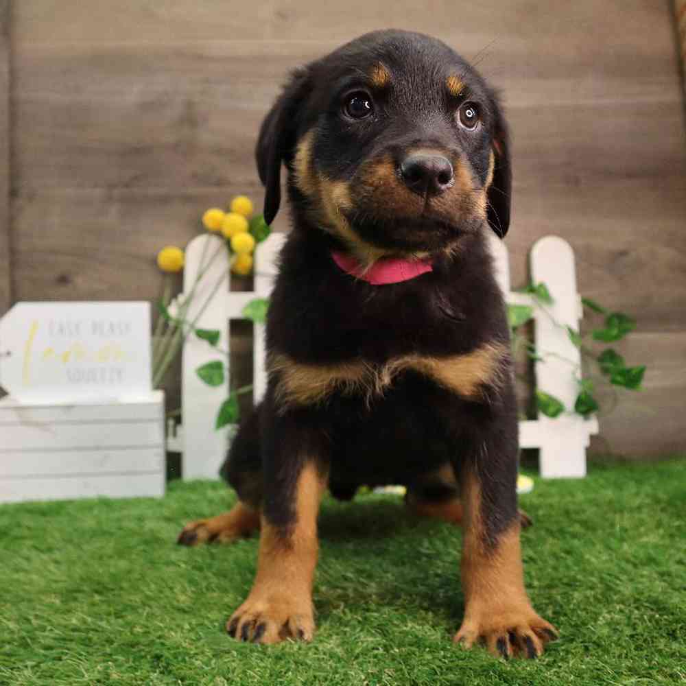 carousel pet images