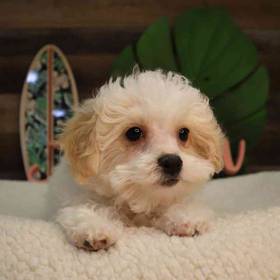 Bichon Frise