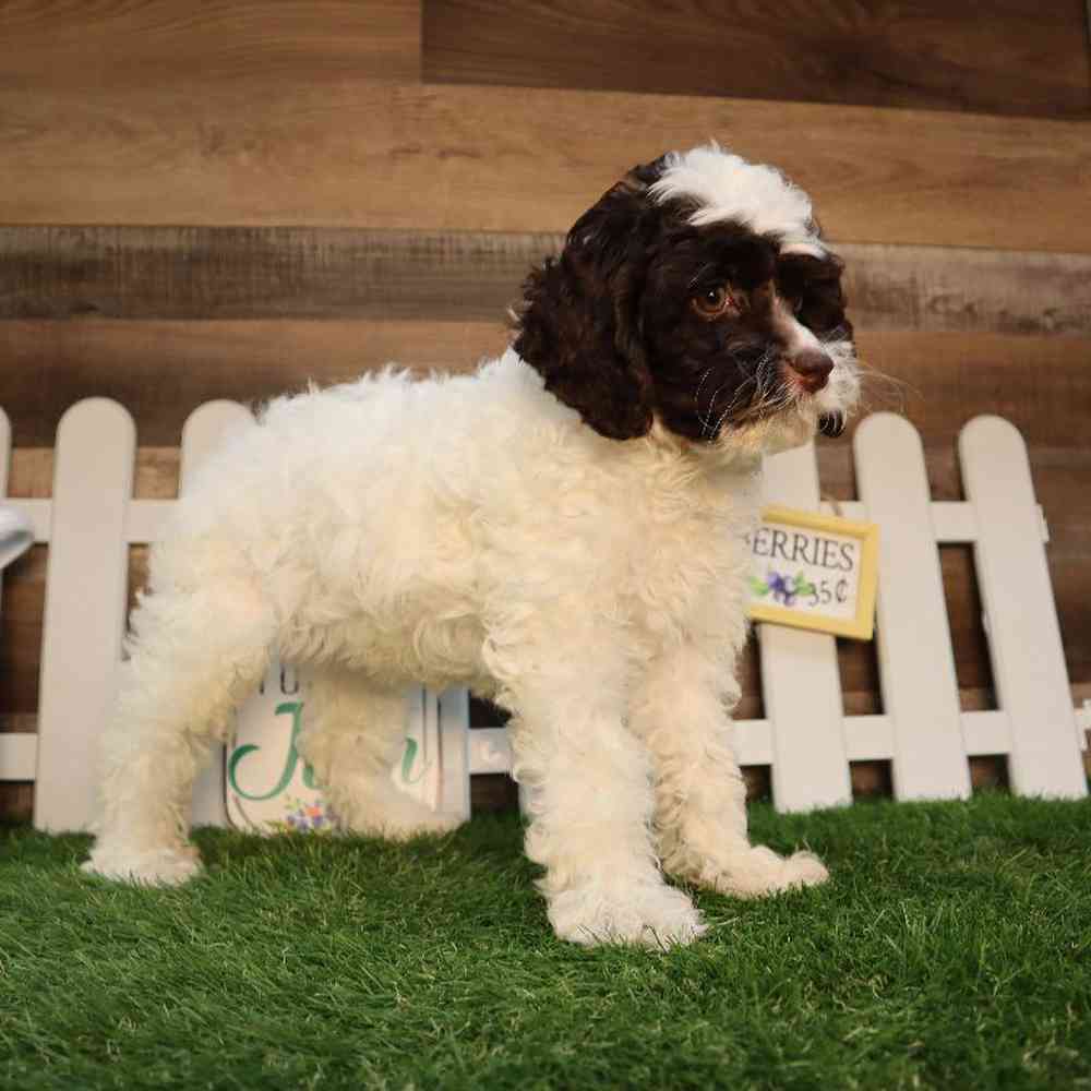 carousel pet images