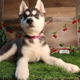 Siberian Husky