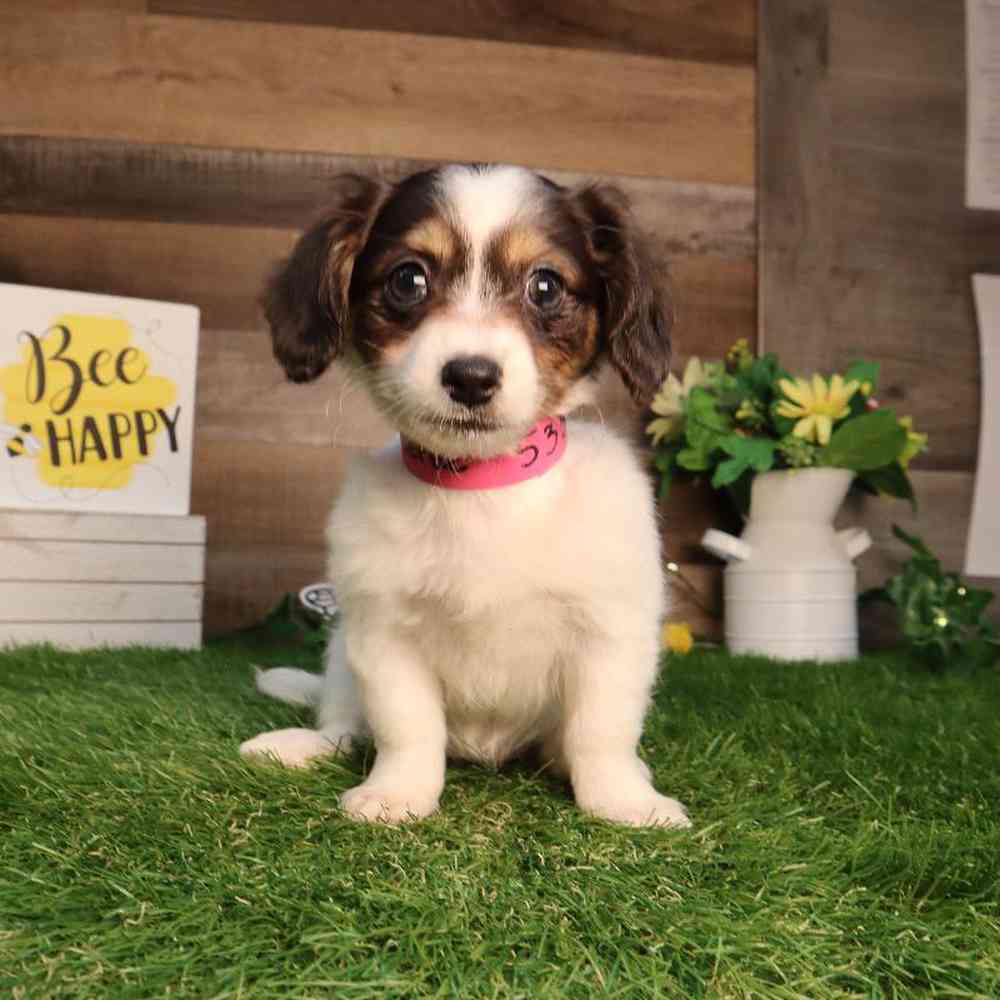 carousel pet images