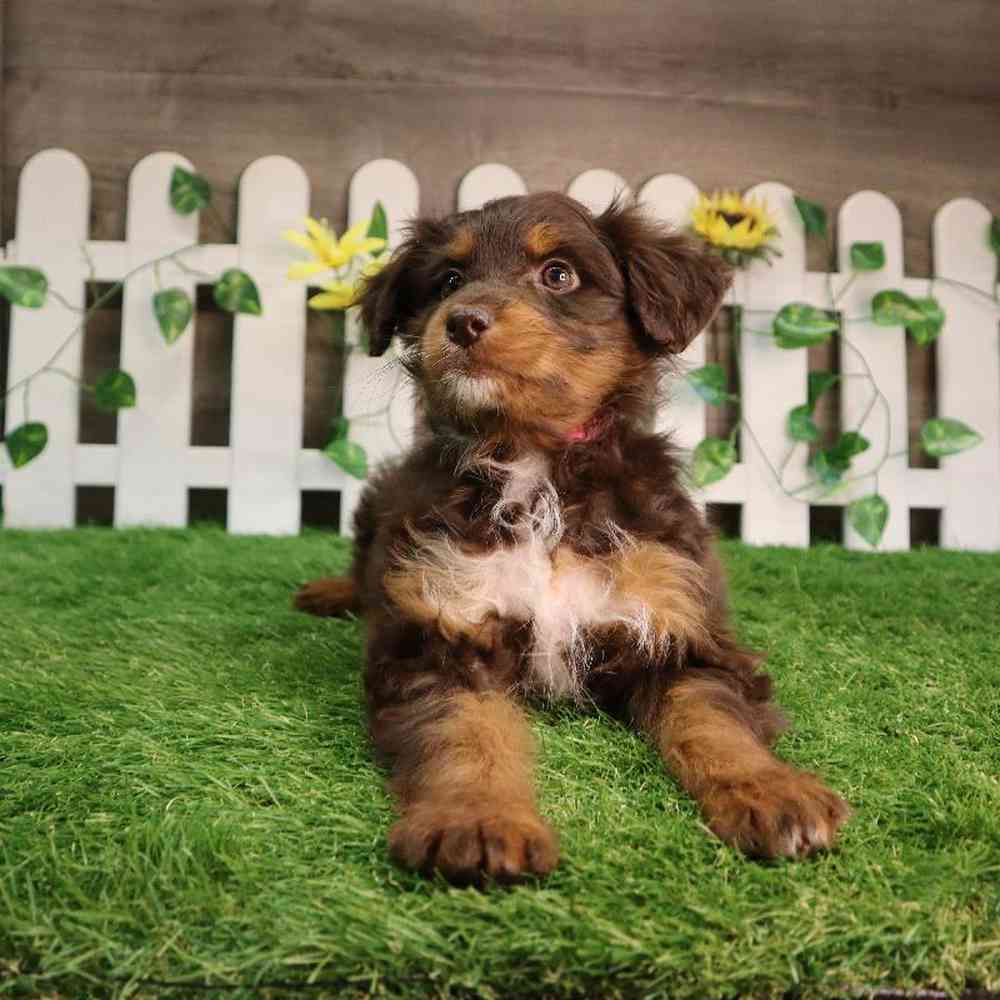 carousel pet images