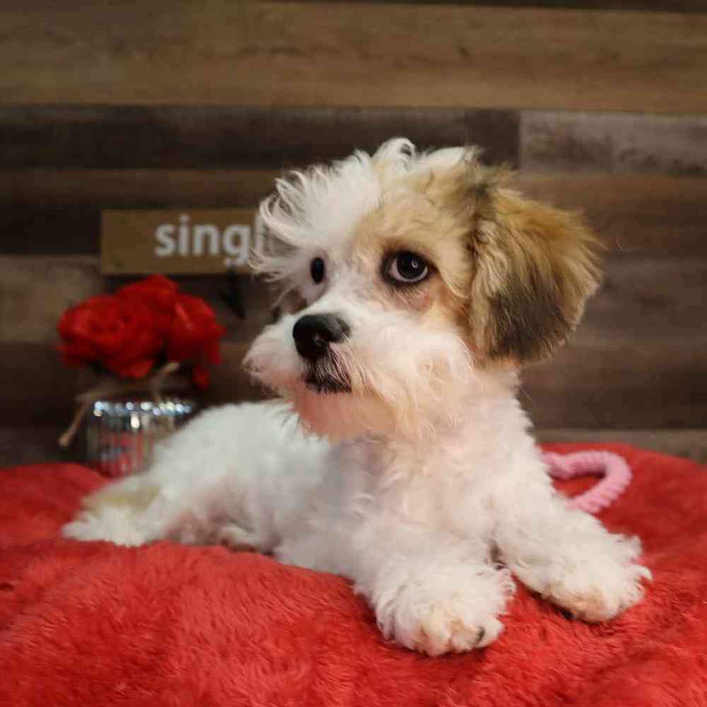 carousel pet images