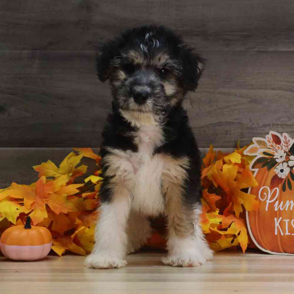 carousel pet images