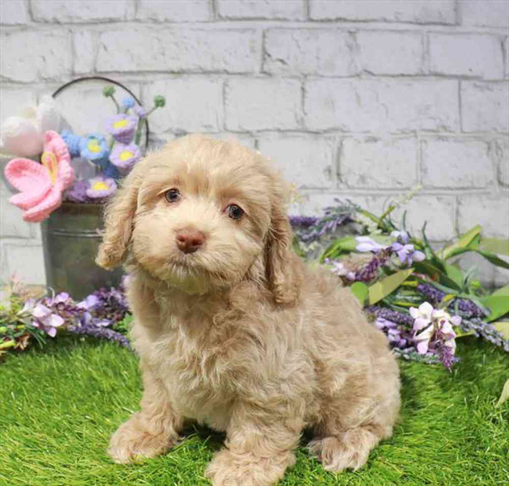 carousel pet images