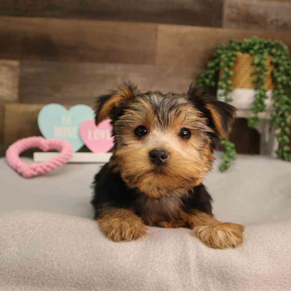 Male Yorkshire Terrier Puppy for Sale in Blaine, MN