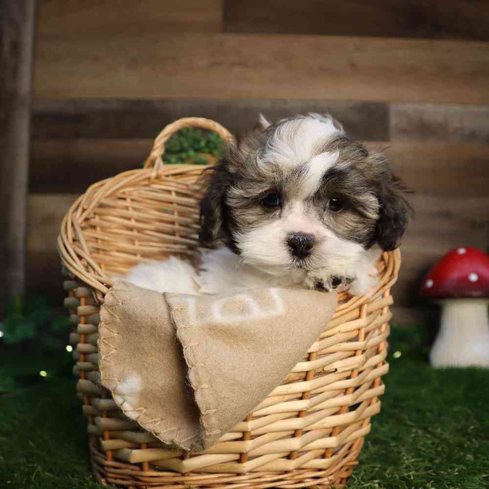 carousel pet images