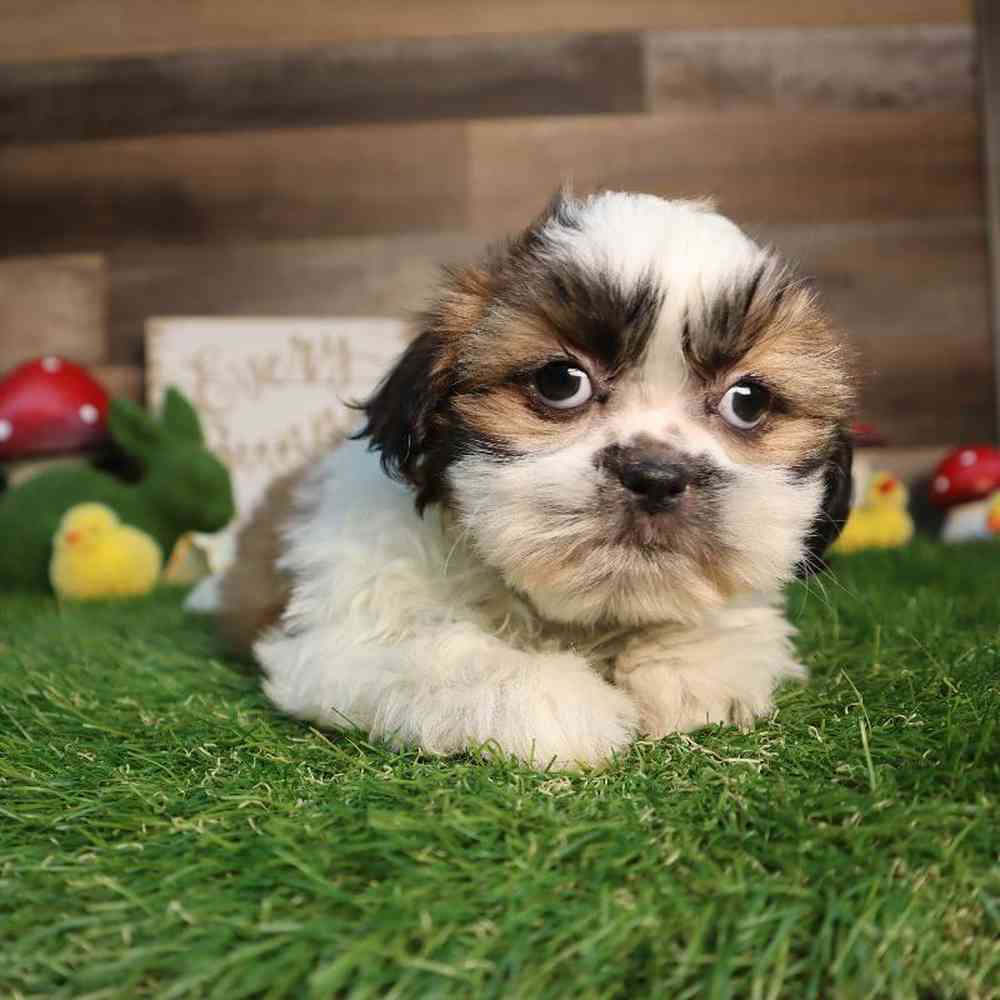 carousel pet images