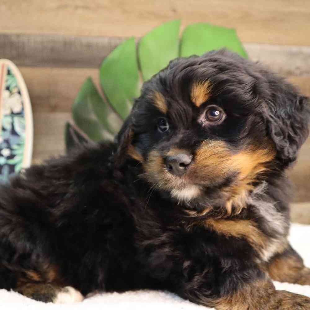 Male Mini BerneDoodle Puppy for Sale in Blaine, MN