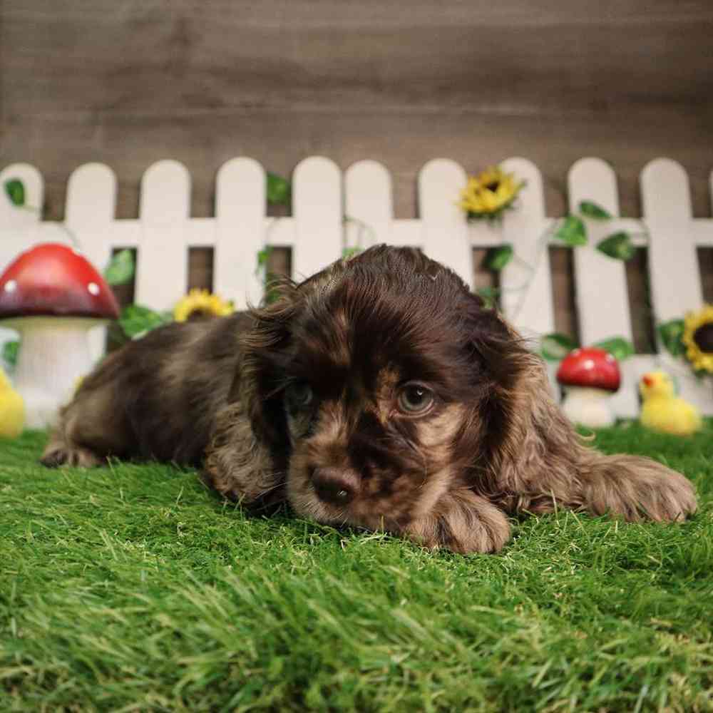 Female Cocker Spaniel Puppy for Sale in Blaine, MN