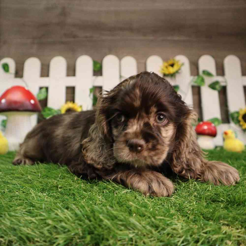 Female Cocker Spaniel Puppy for Sale in Blaine, MN