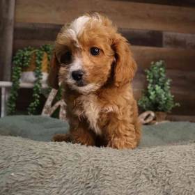 Cavapoo