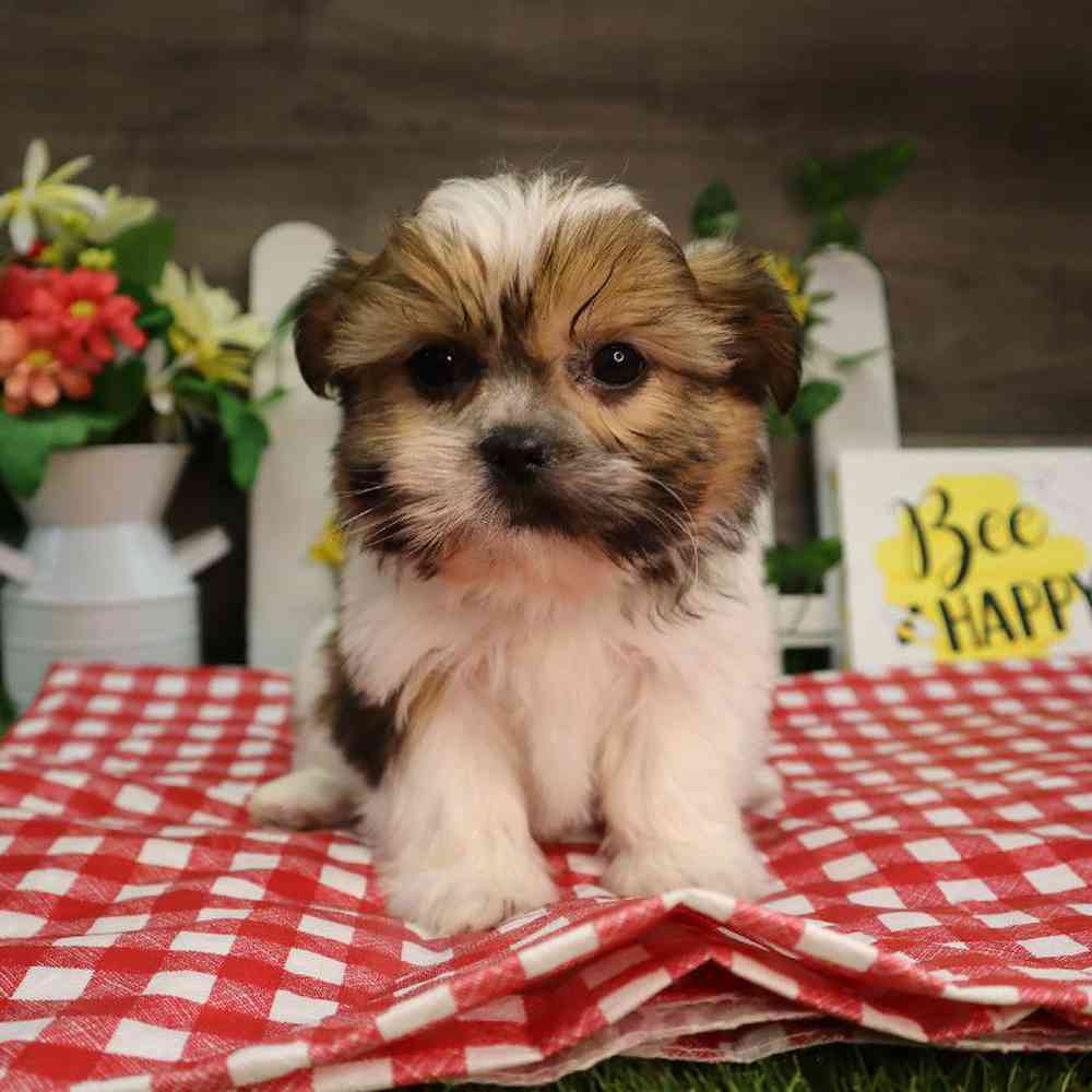 carousel pet images