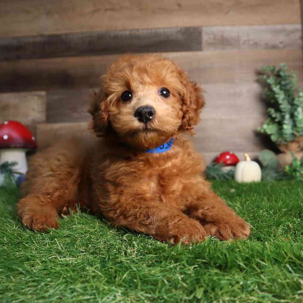 carousel pet images