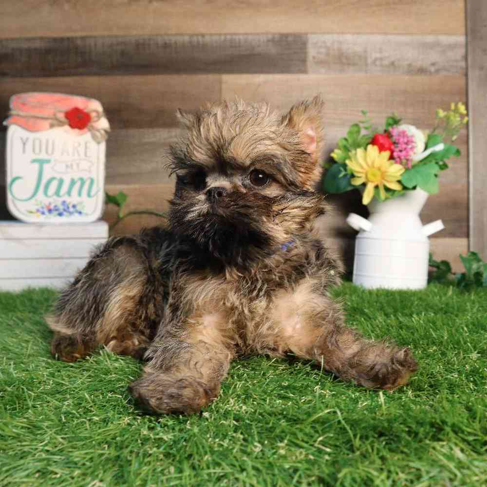 carousel pet images
