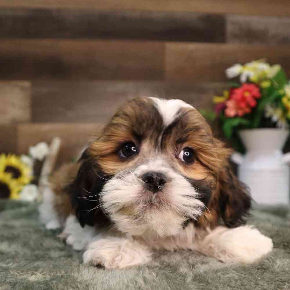 carousel pet images