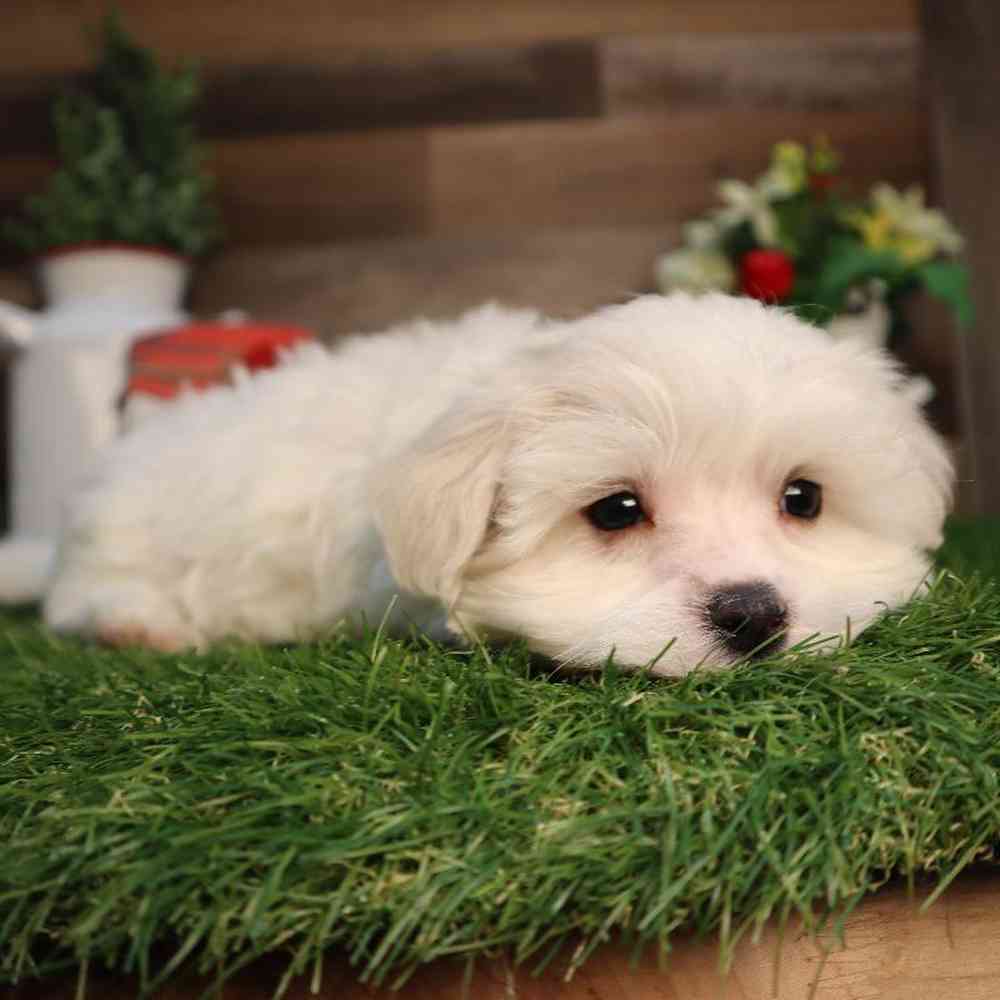 carousel pet images