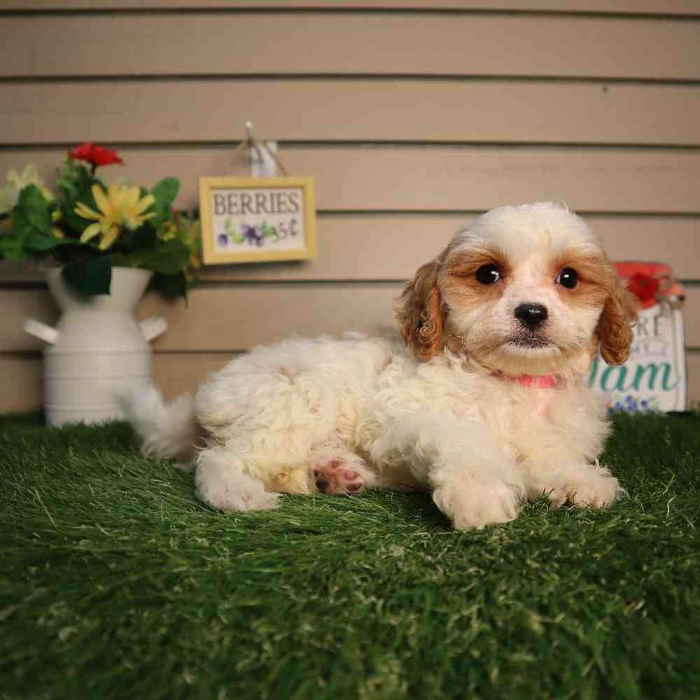 carousel pet images