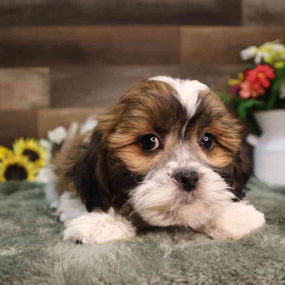 carousel pet images