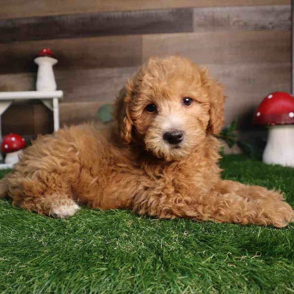 Male Mini Goldendoodle Puppy for Sale in Blaine, MN