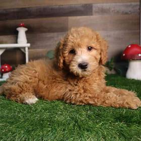 Mini Goldendoodle