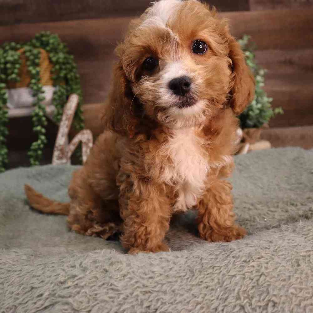carousel pet images