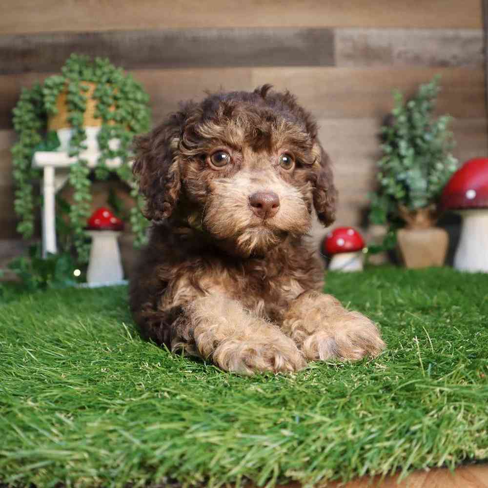carousel pet images
