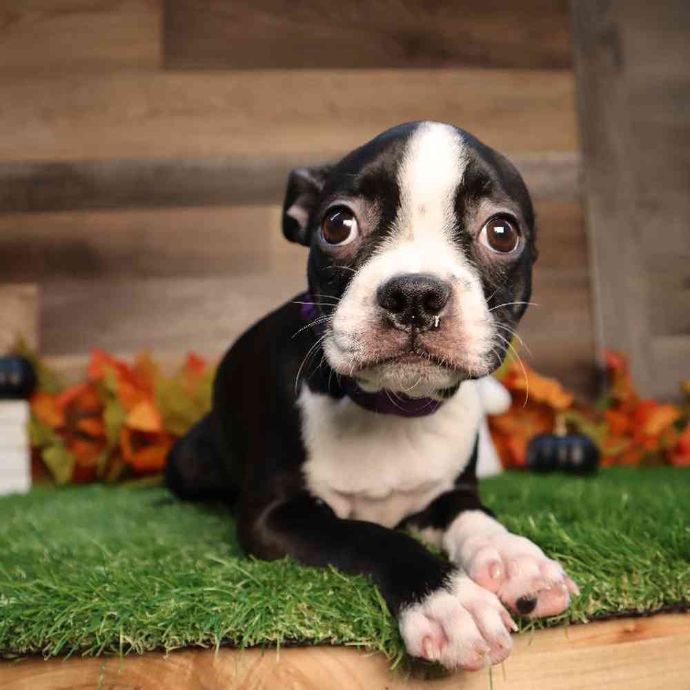 carousel pet images