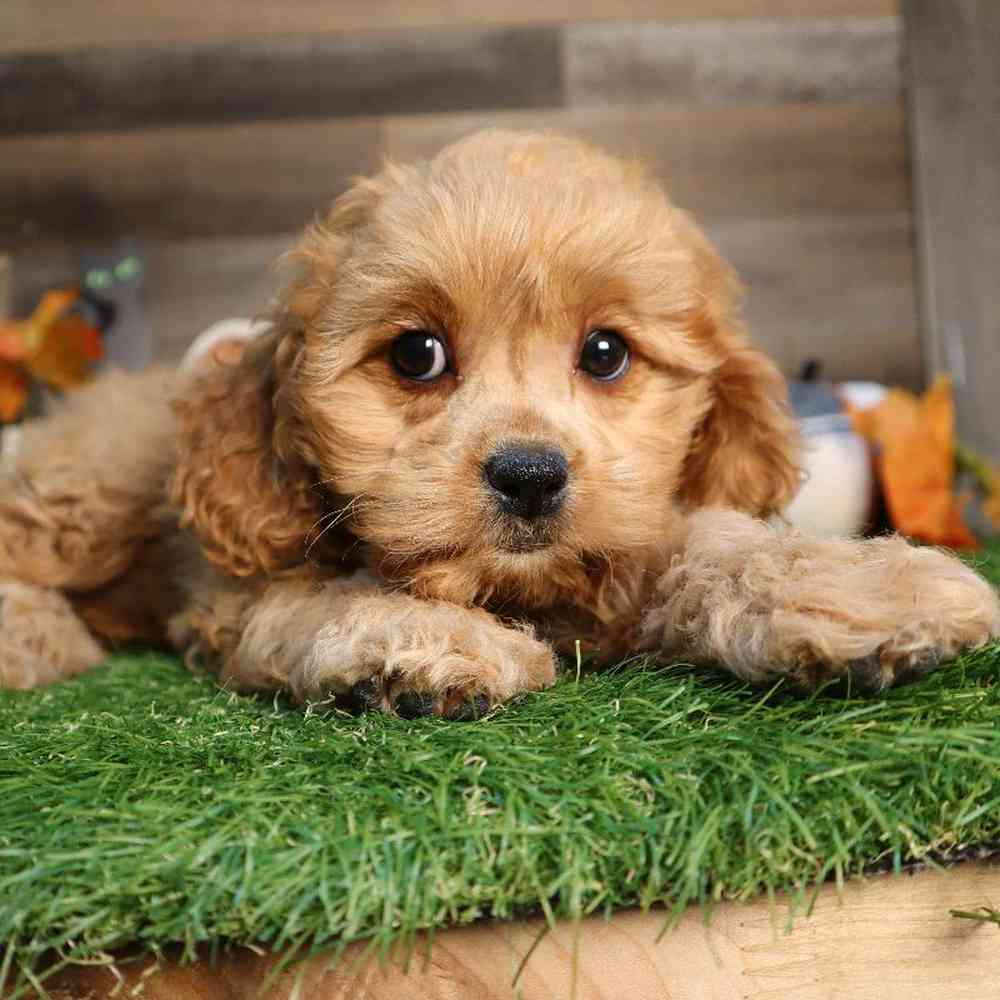 Cavapoo Puppy for sale - Four Paws and a Tail