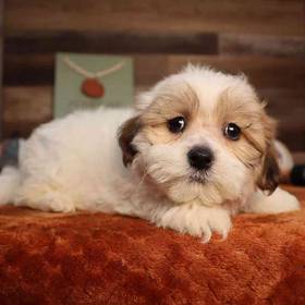 Teddy Bear