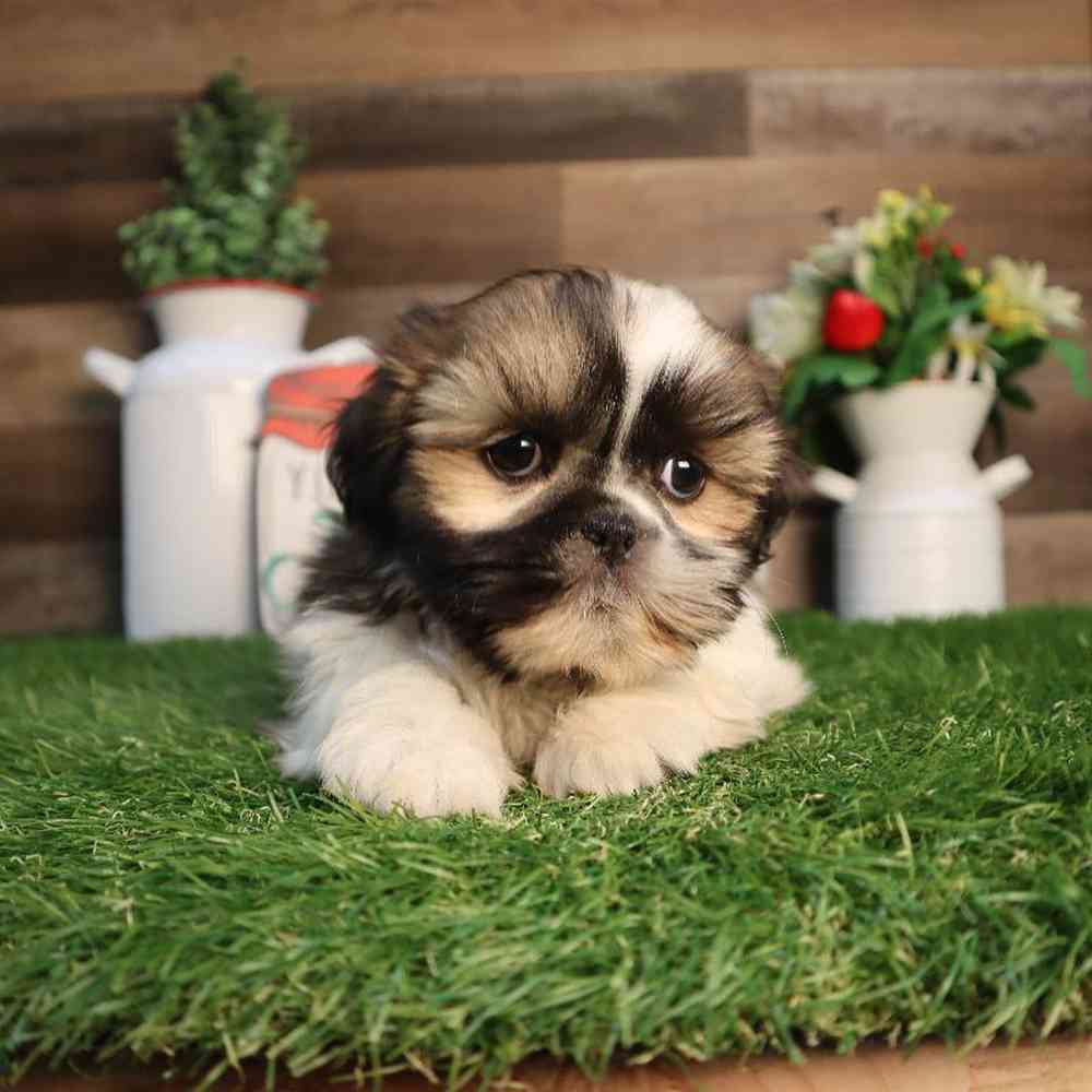 Male Shih Tzu Puppy for Sale in Blaine, MN