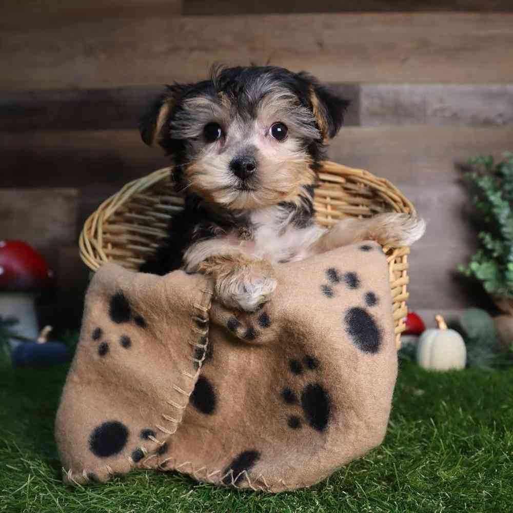 Female Yochon Puppy for Sale in Blaine, MN