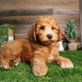 Maltipoo