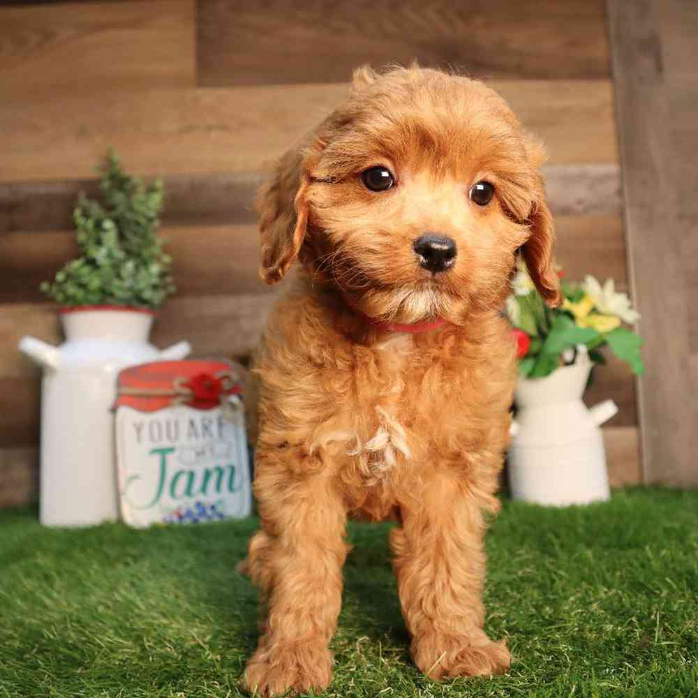 carousel pet images