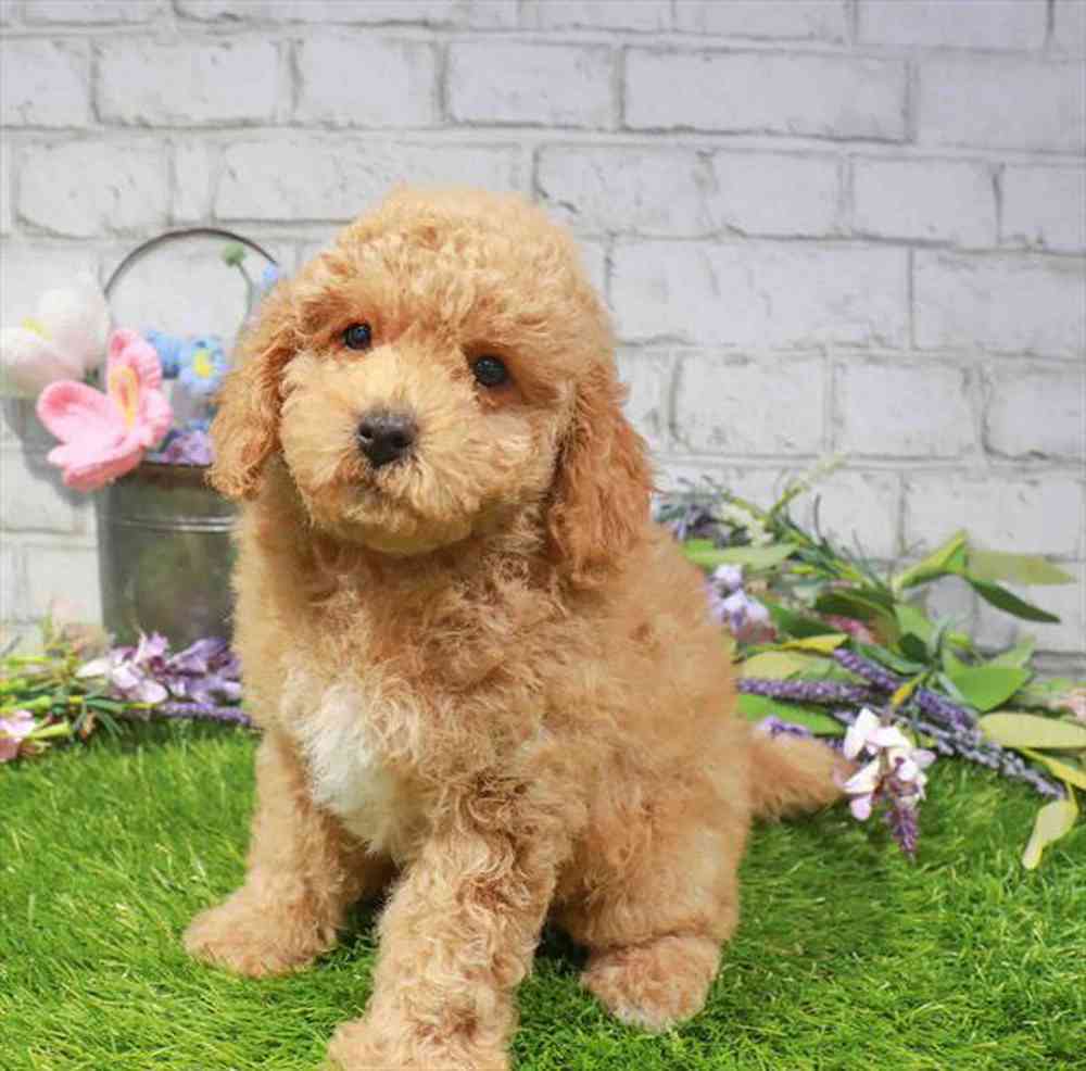 carousel pet images