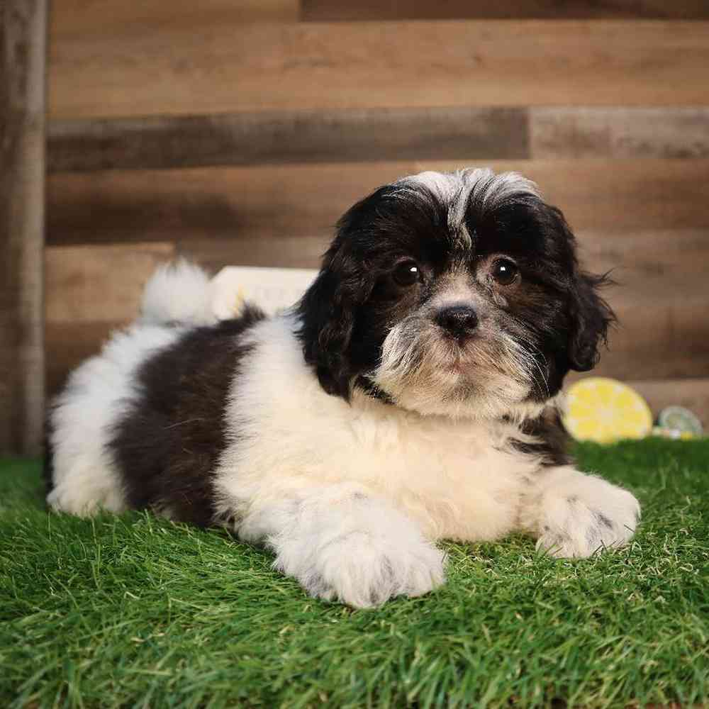carousel pet images