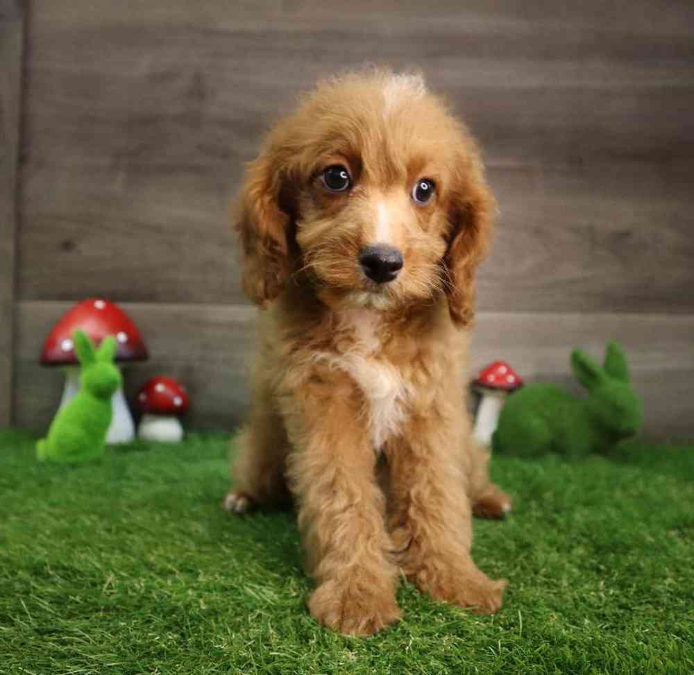 carousel pet images