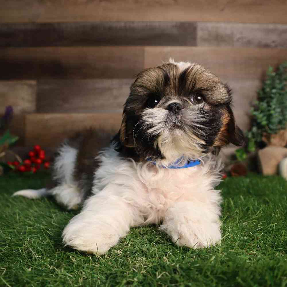 carousel pet images