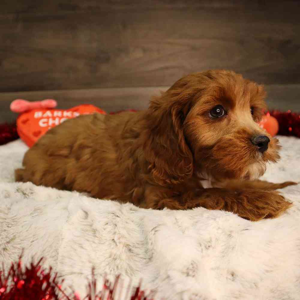 Female Cavapoo Puppy for Sale in Blaine, MN